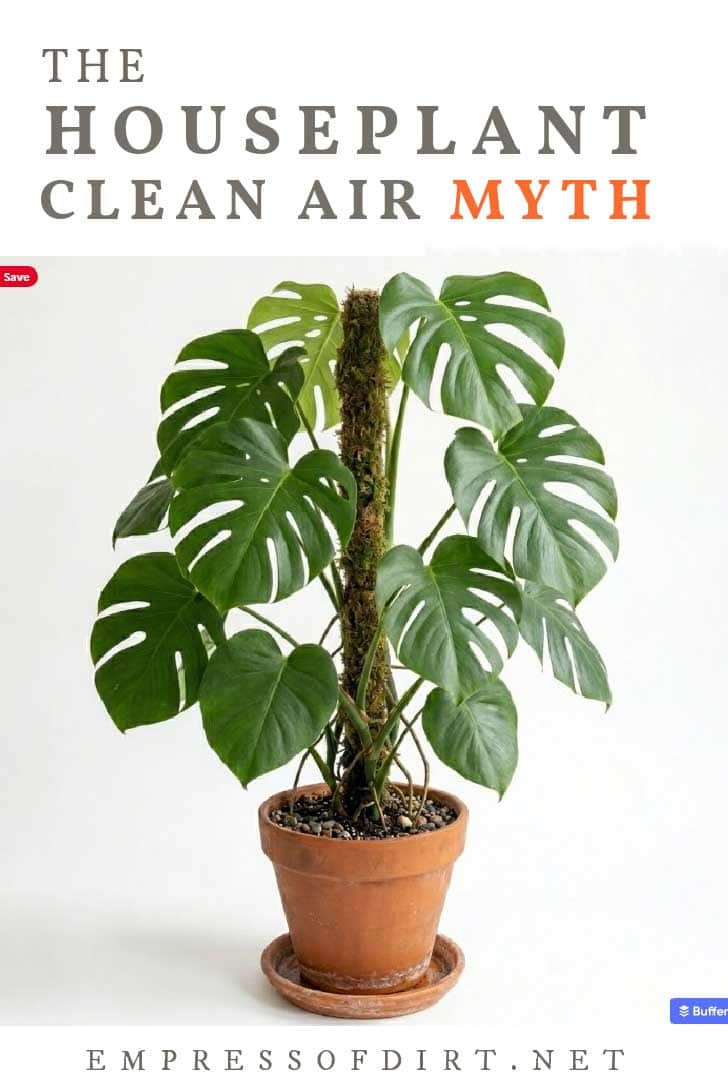 Monstera houseplant with moss pole in terracotta pot.