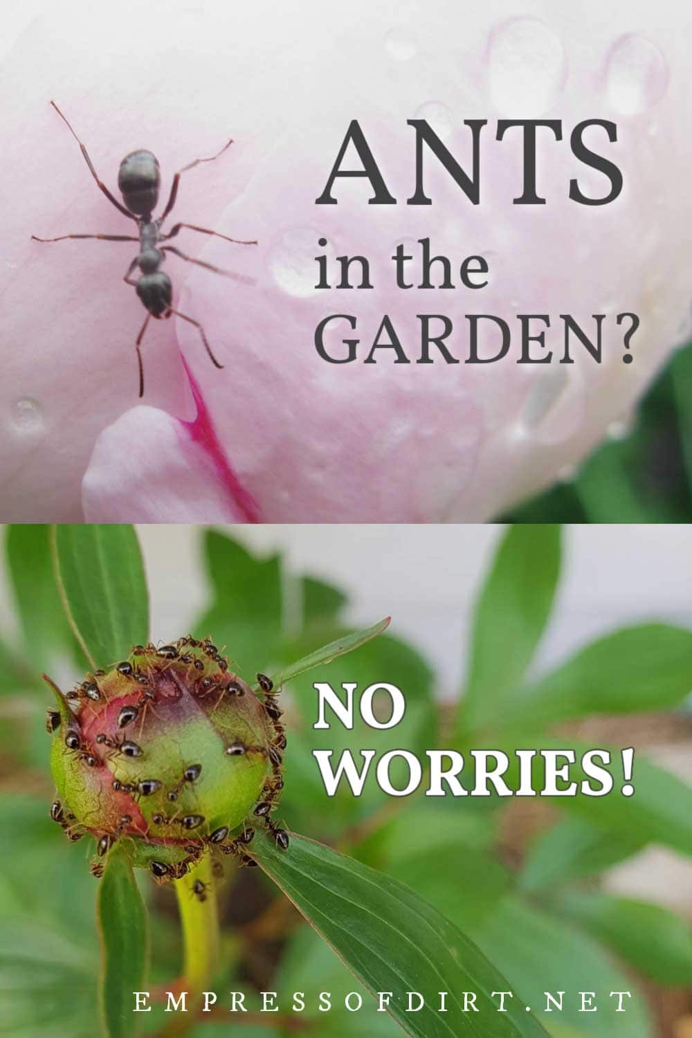 Close up of black ant on pink peony flower with water droplets and group of ants covering a green peony flower bud