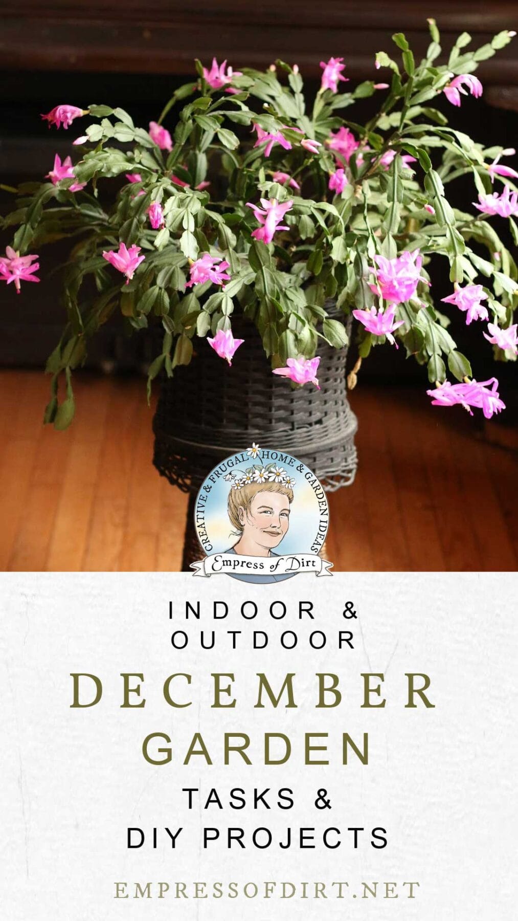 Christmas cactus in bloom indoors in December