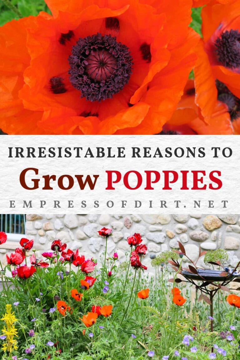 Irresistible Reasons to Grow Poppies (Favorite Flower Pictures)