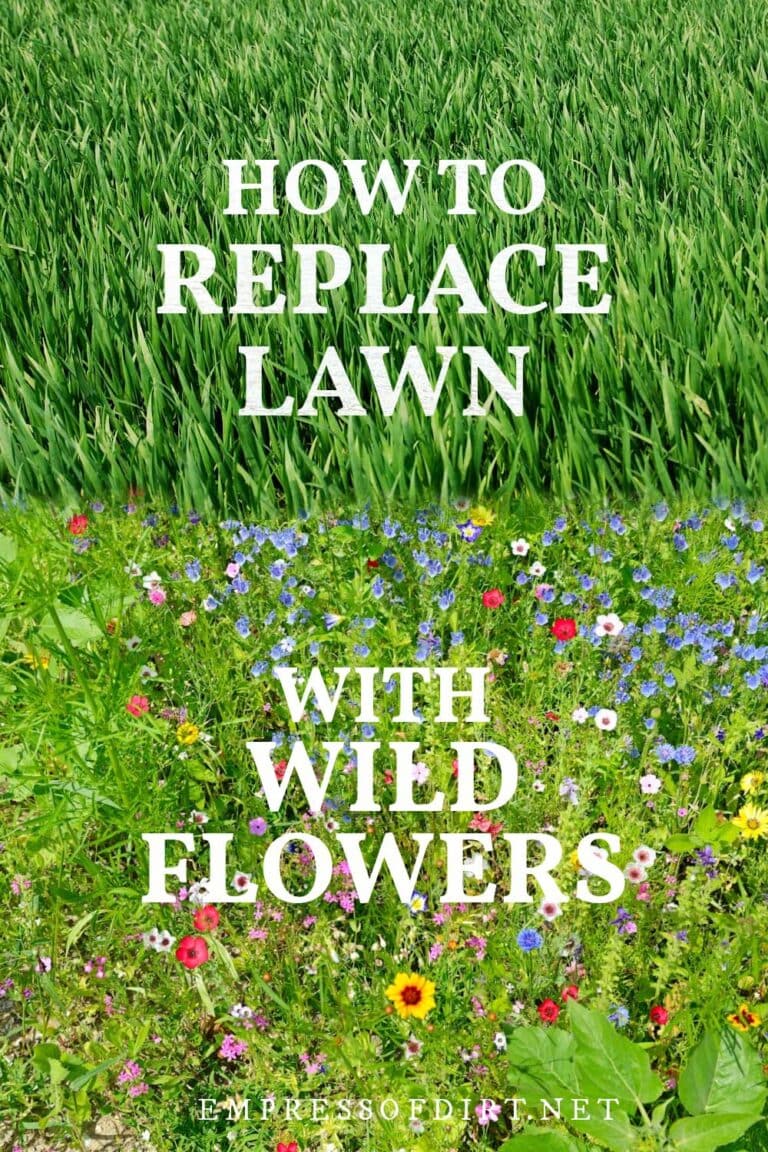 How to Replace Lawn With Wildflower Seed Mix — Empress of Dirt