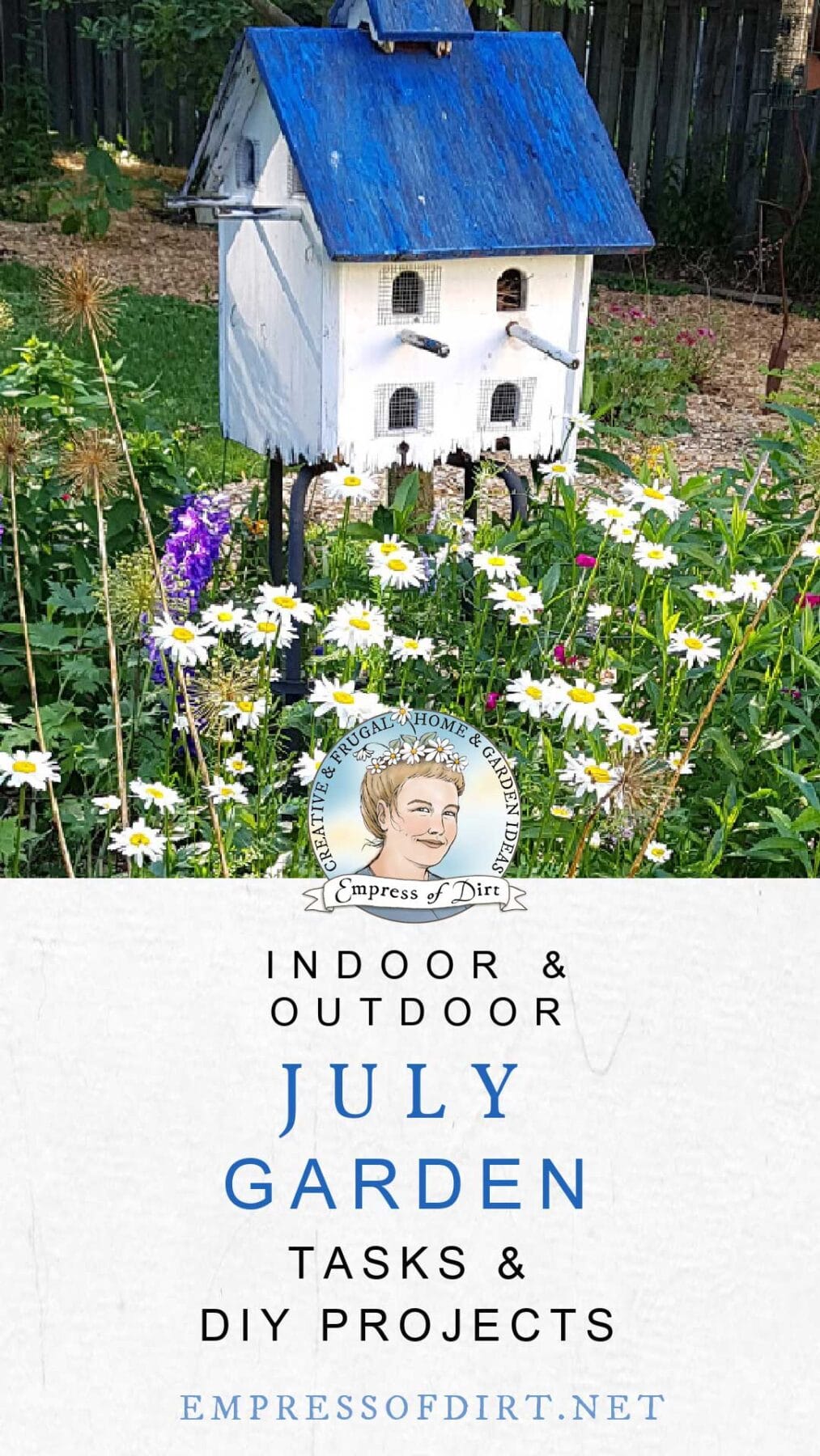 Daisies in bloom in July garden