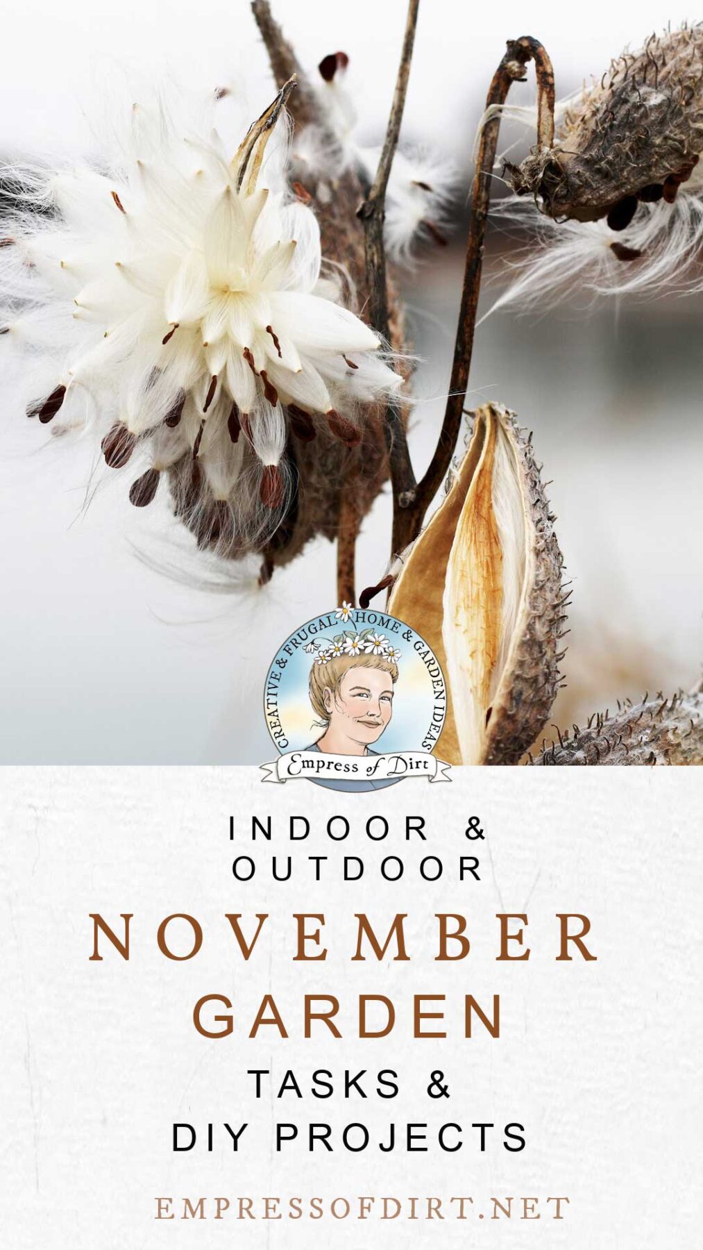 Milkweed seeds on plant in autumn garden