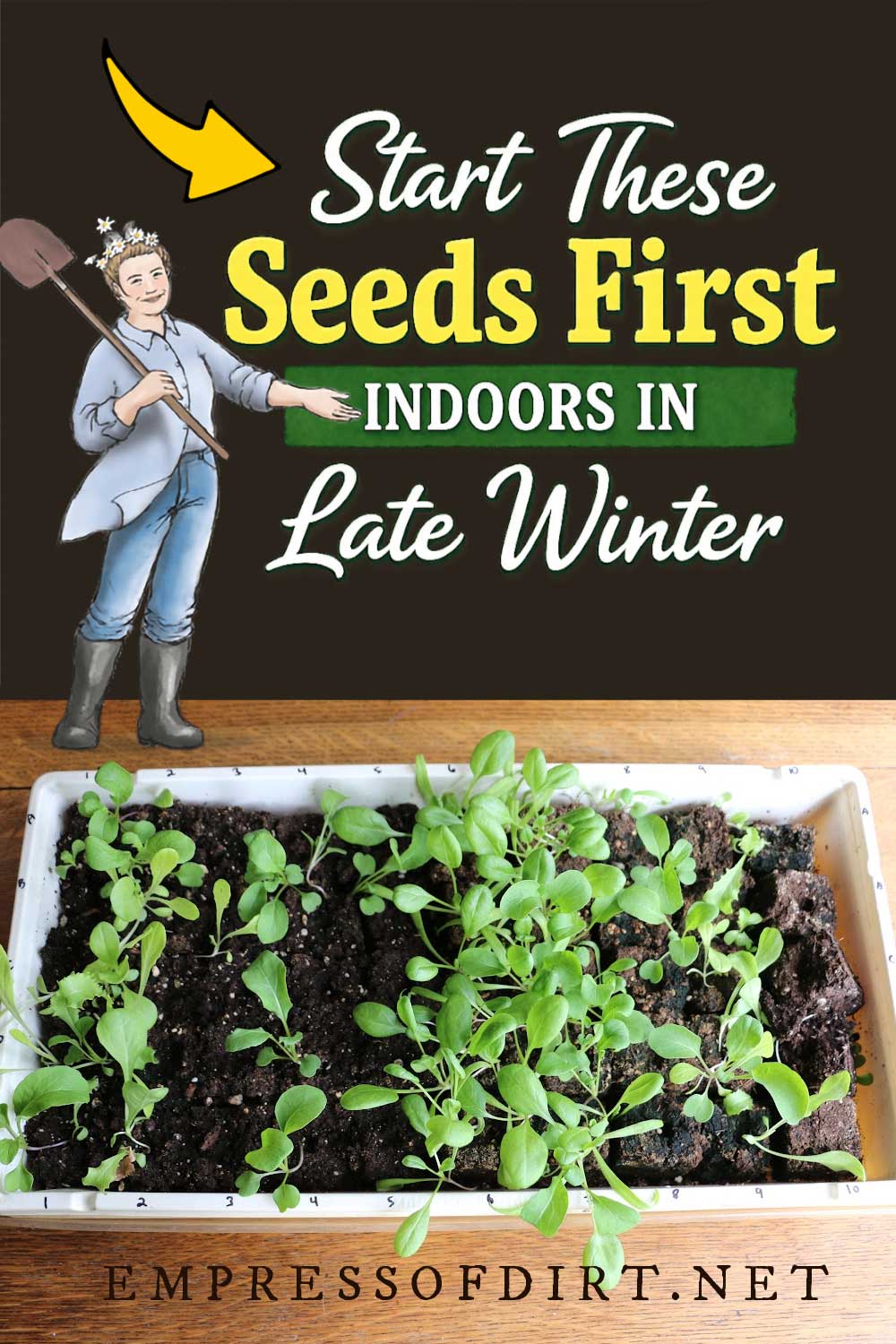 Tray of seedlings growing indoors in winter