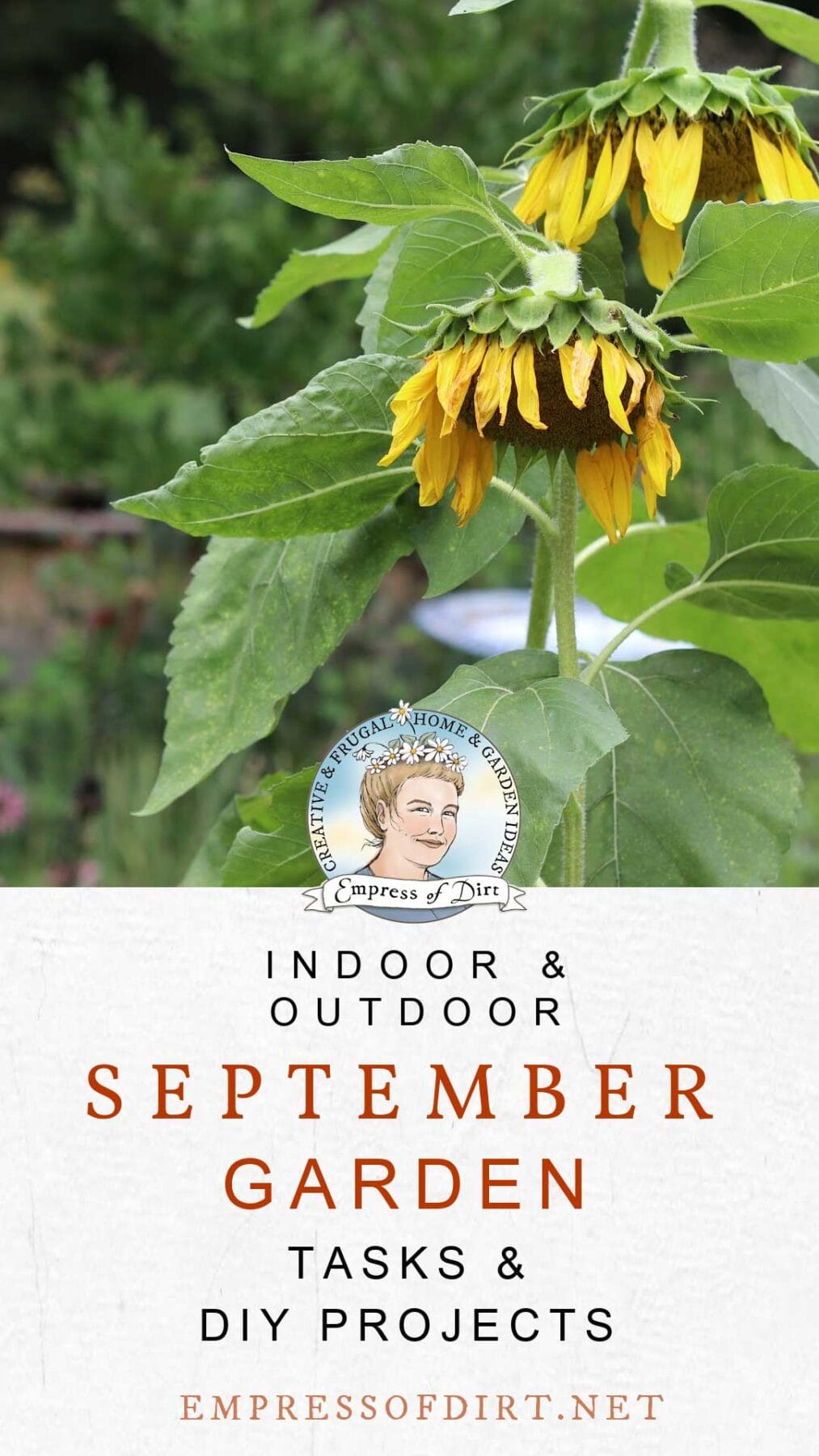 Sunflowers growing in September garden