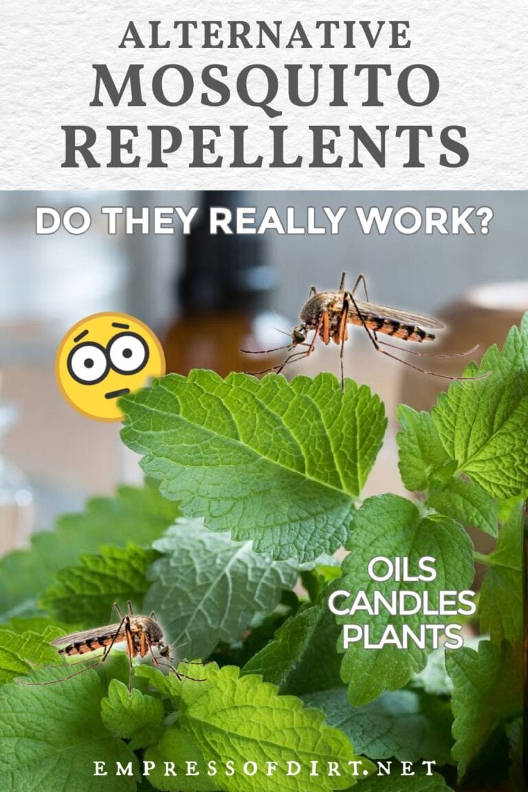 Do Oils, Candles, and Certain Plants Keep Mosquitoes Away?