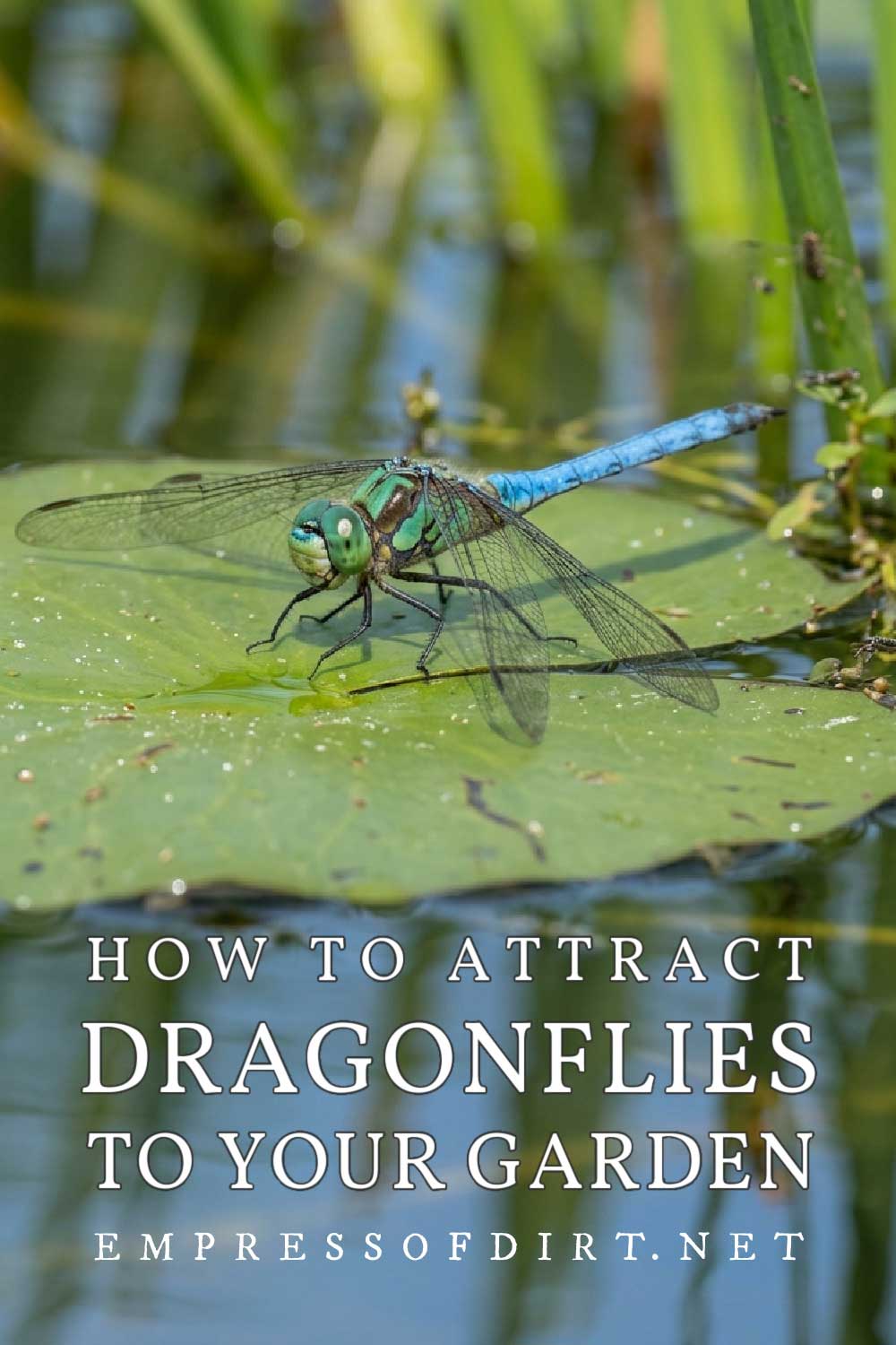 Blue dragonfly perched on plant.