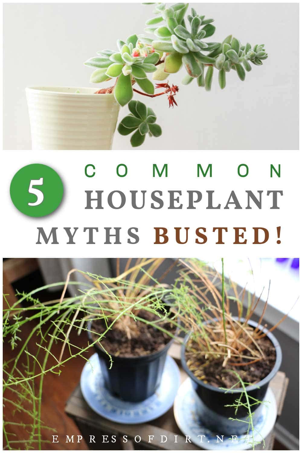 Collage of struggling houseplants including rootbound asparagus ferns.