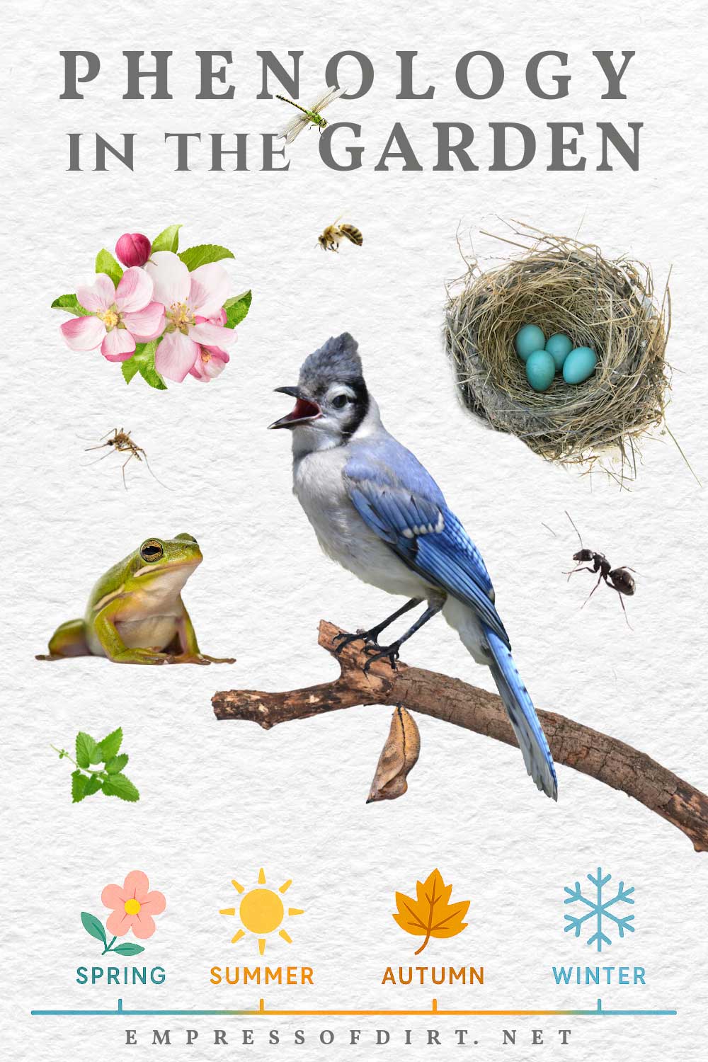 Plants and animals that mark phenological events including a bluejay, frog, bee, butterfly, mosquito, and apple blossoms.