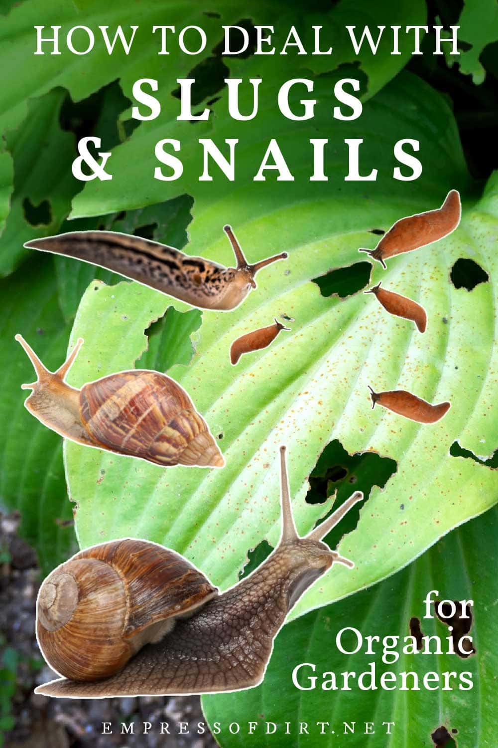 Dealing With Slugs & Snails Without Harming Your Garden