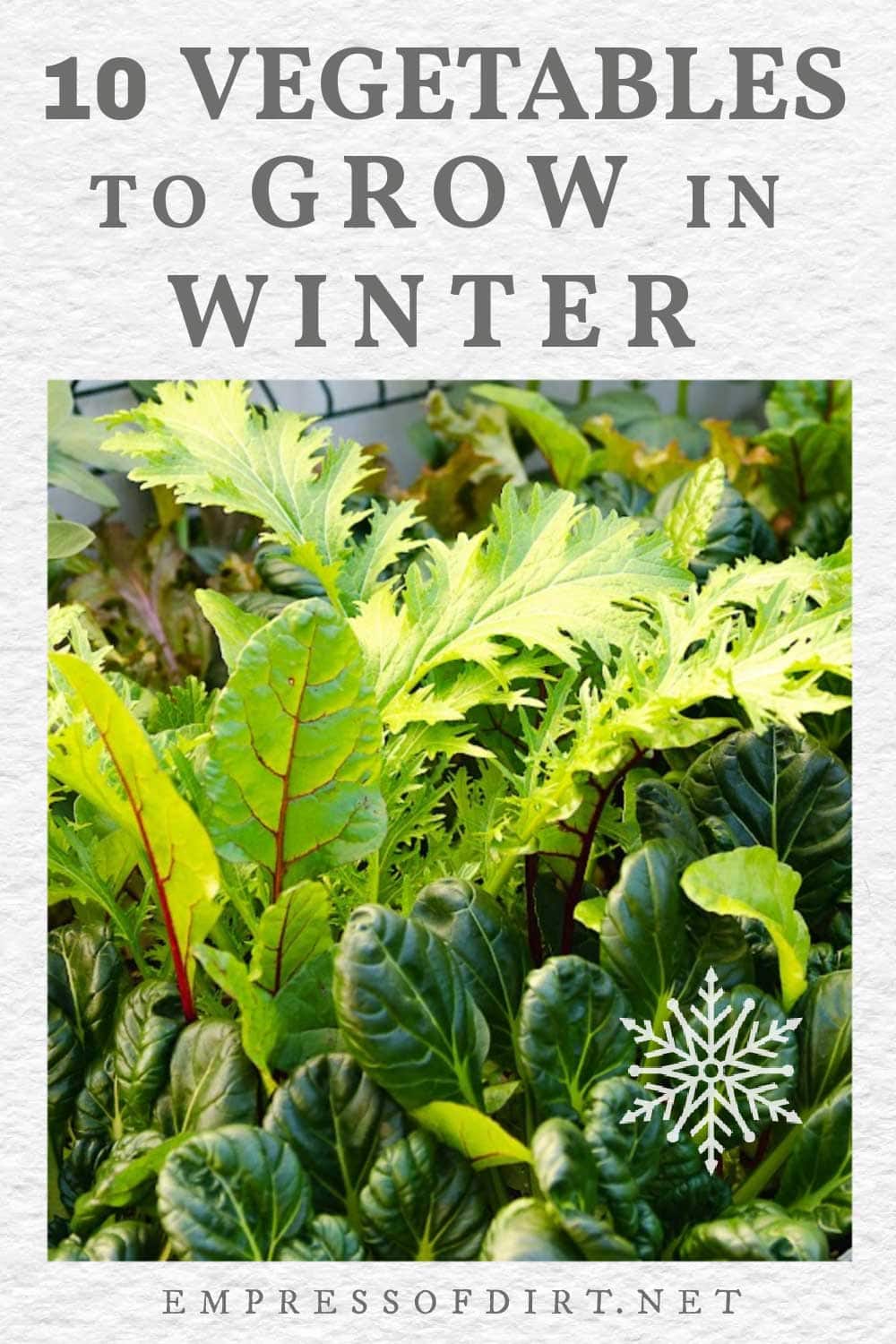 10 Vegetables That Grow in Winter (if You Start Early)