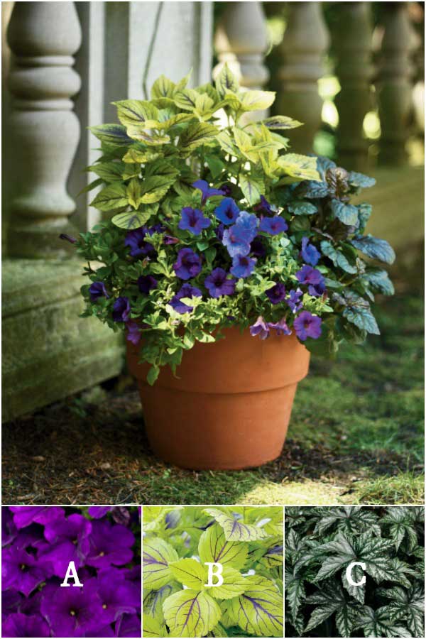 Plant lists for beautiful patio containers. Image by Proven Winners. Plant lists for beautiful patio containers. Image by Proven Winners.