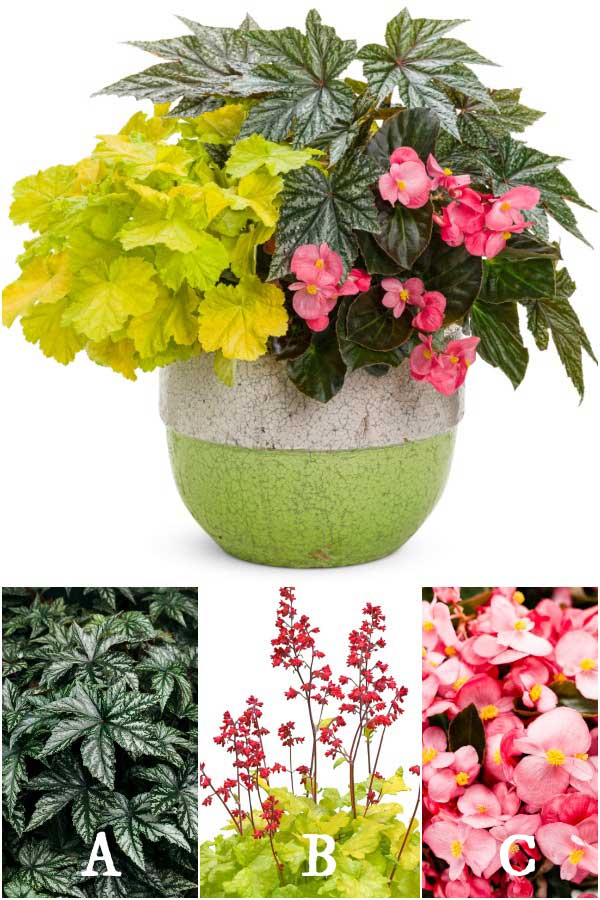 Plant lists for beautiful patio containers. Image by Proven Winners. Plant lists for beautiful patio containers. Image by Proven Winners.