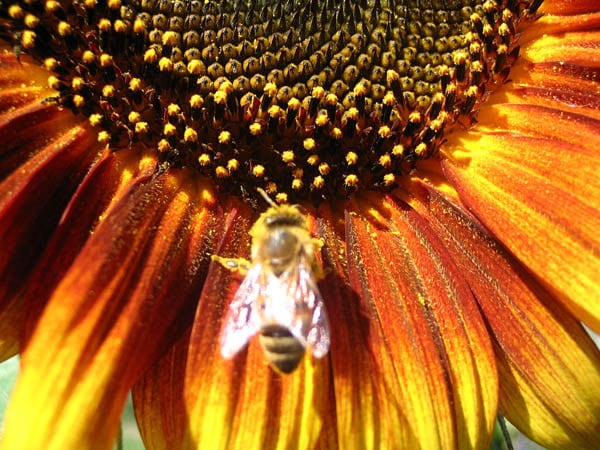 sunflower and bee