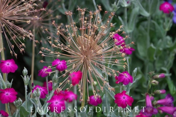 Rose campion with an allium seed head.