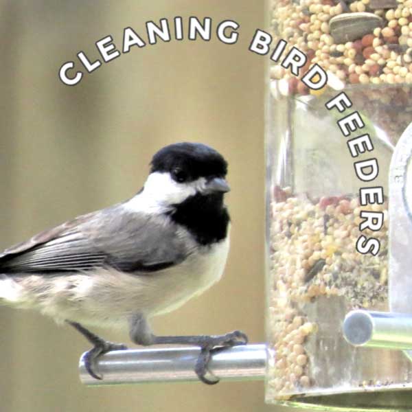 10 Tips for Hand Feeding Wild Birds Empress of Dirt