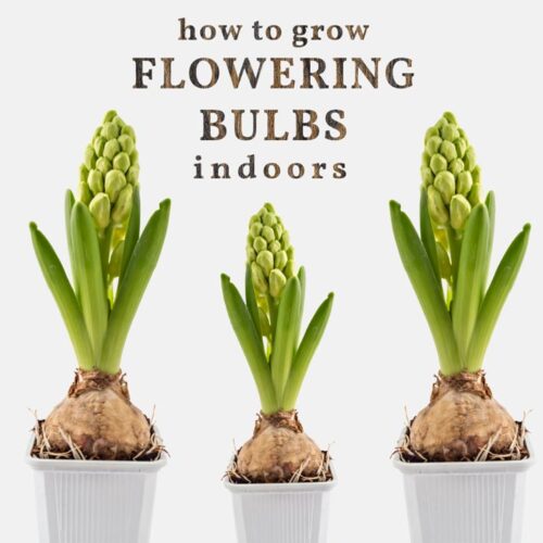 How to Force Flowering Bulbs Indoors and Get the Timing Just Right