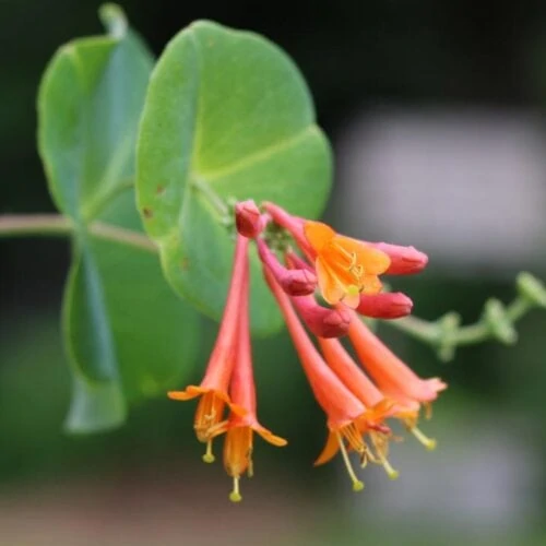 How to Grow Honeysuckle Vine from Cuttings Empress of Dirt
