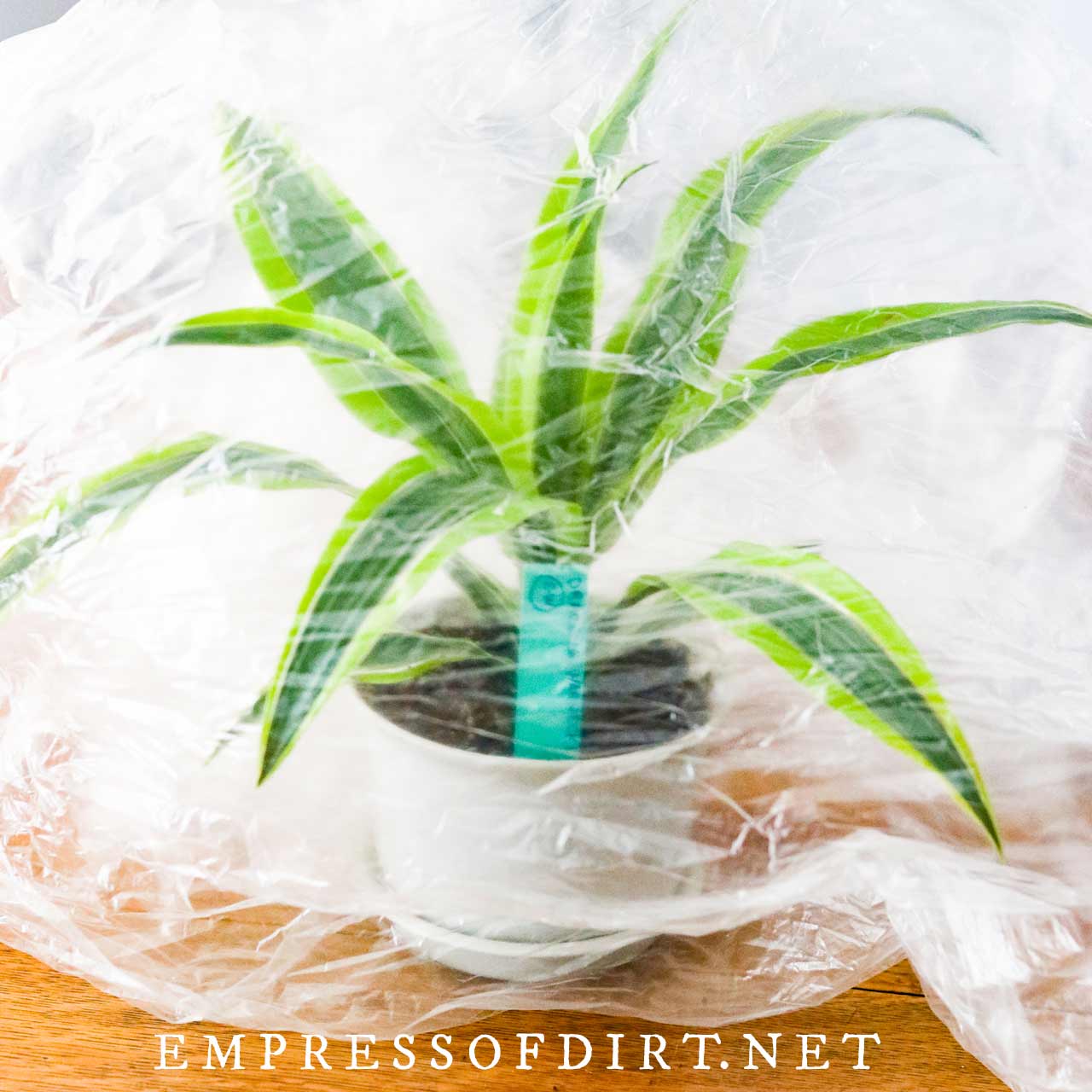 How To Keep Houseplants Watered While On Vacation