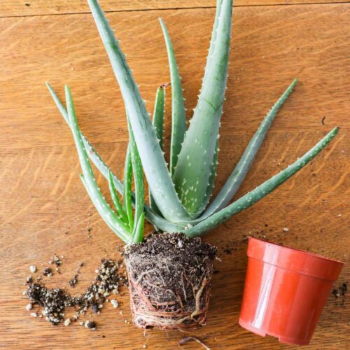 Aloe Vera How To Propagate New Plants From Pups