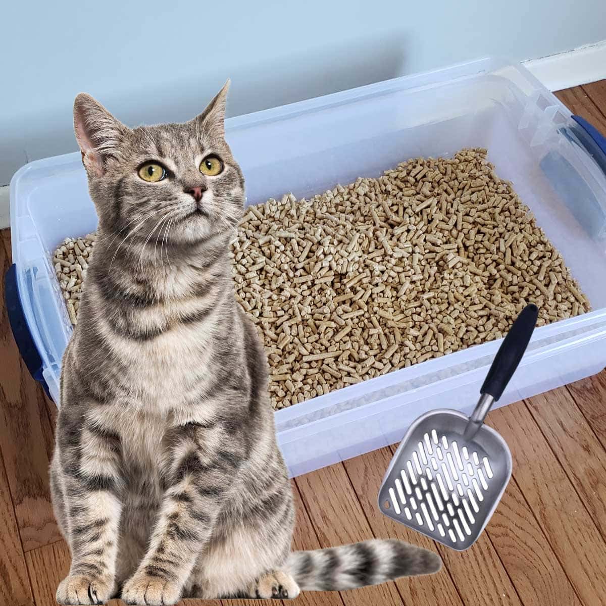 FAQ Can High quality Cat Litter Hurt Your