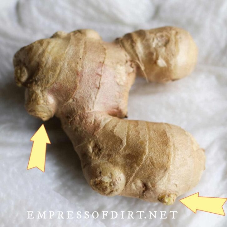 How To Sprout Ginger Root (& Indoor Growing Tips) — Empress of Dirt