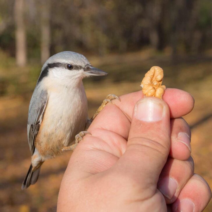 10 Tips for Hand Feeding Wild Birds — Empress of Dirt
