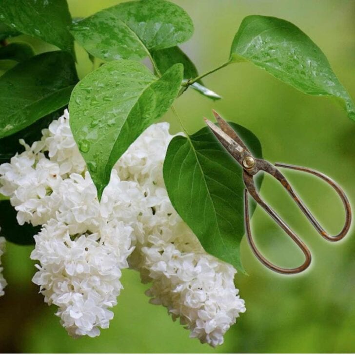 Plant Propagation Tips & Tutorials Empress of Dirt