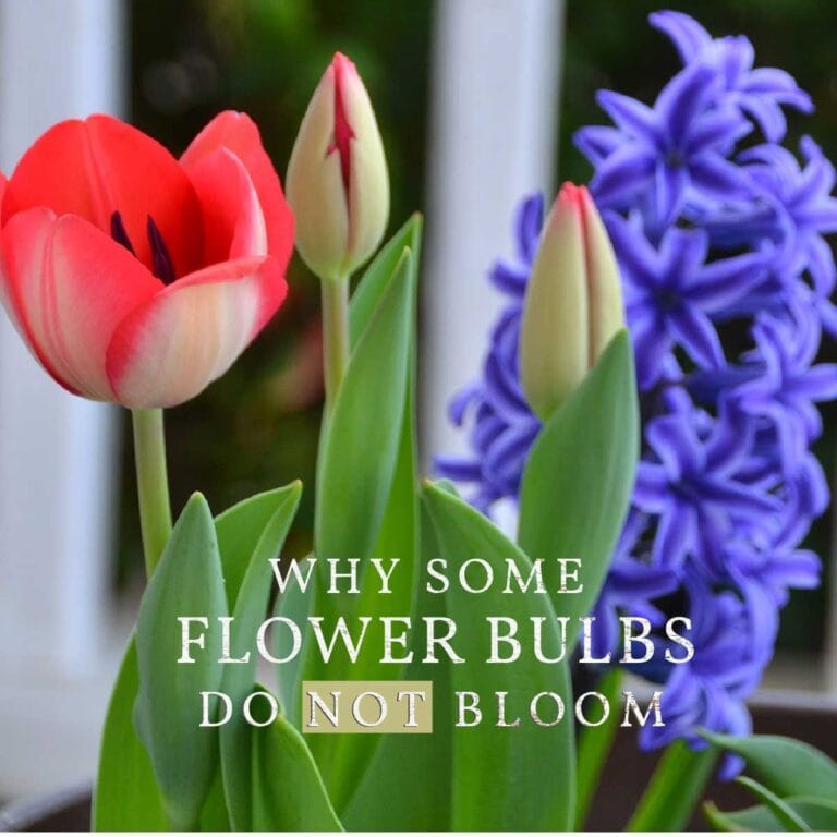 Why Are My Bulbs Not Flowering? Empress of Dirt