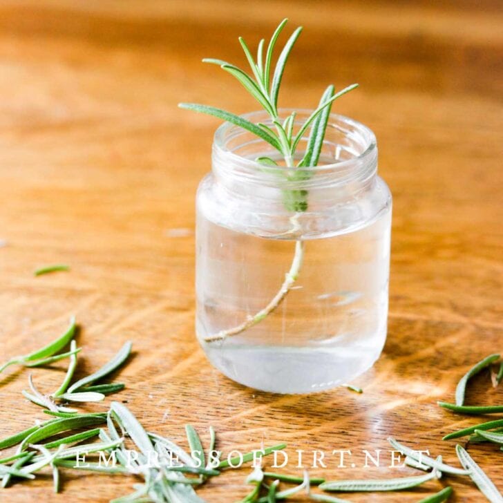 How To Grow Rosemary From Cuttings (Indoors or Outdoors)