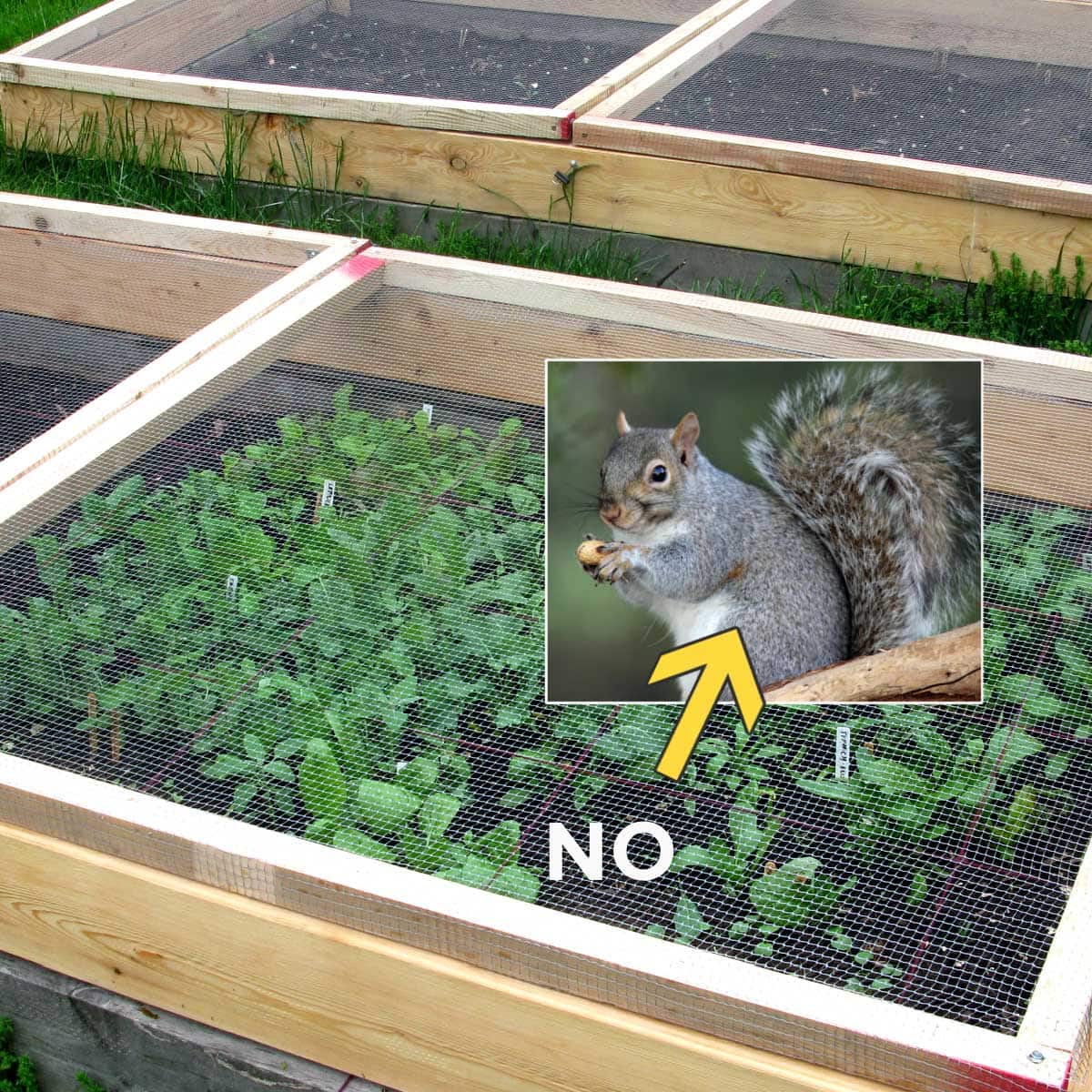 Keep Squirrels Away From Vegetable Garden Fasci Garden