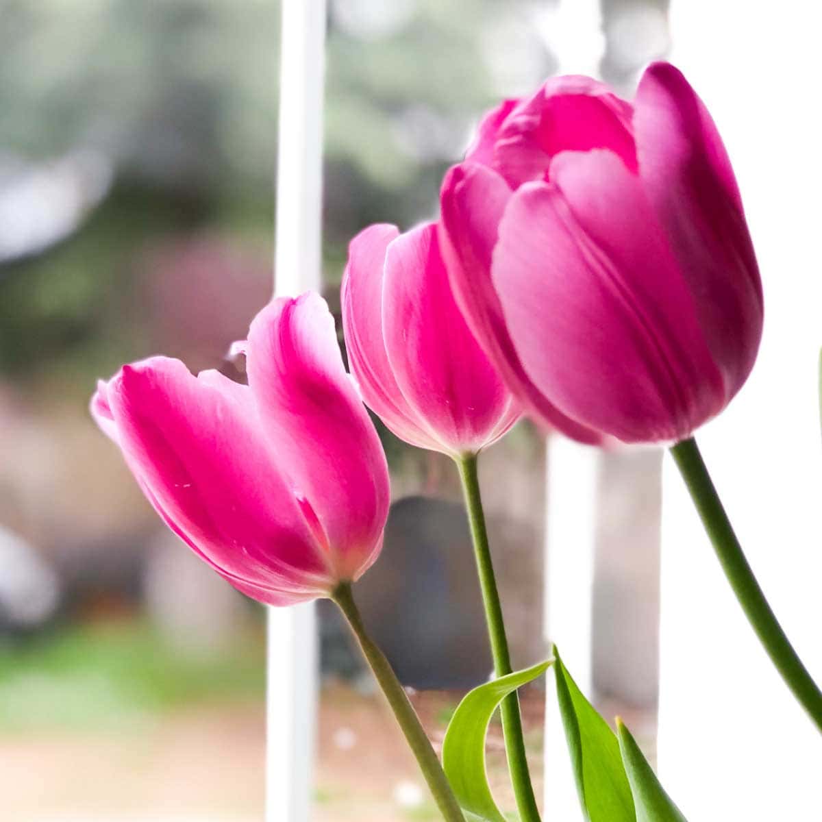 How to Transplant Flower Bulbs Empress of Dirt