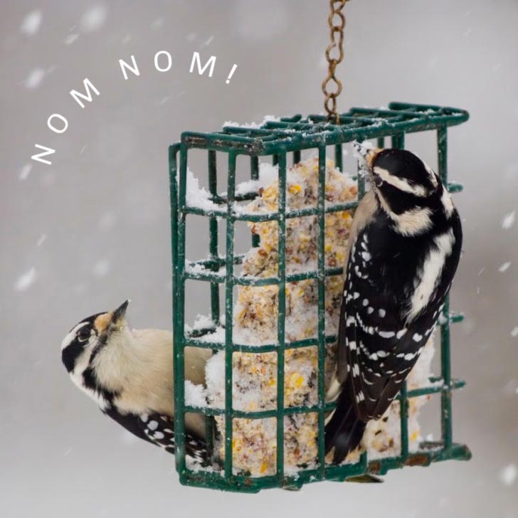 Homemade Peanut Butter Suet for Birds (Easy Recipe)