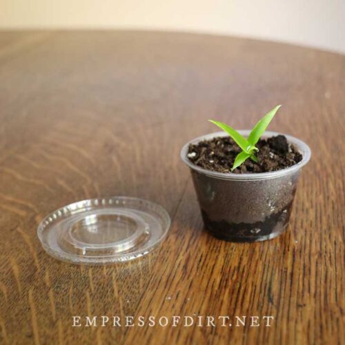 How To Grow Pineapple From Seed (Two Methods)