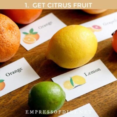 Citrus fruits including oranges and lemons with plant tags.