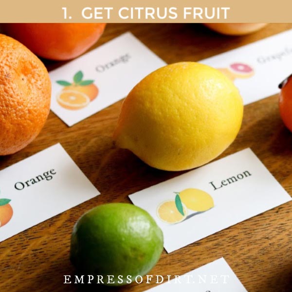Citrus fruits including oranges and lemons with plant tags.