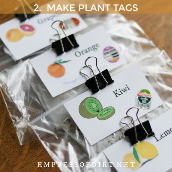 Plastic bags labelled with citrus fruit names with seeds germinating inside.