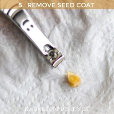Nail clippers and a citrus seed.