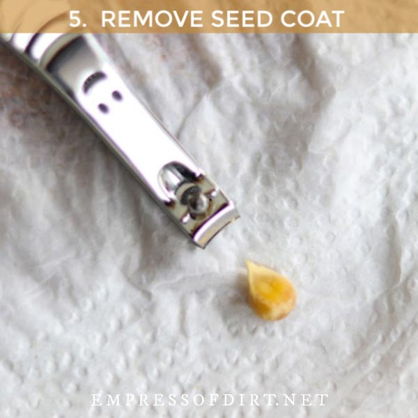 Nail clippers and a citrus seed.