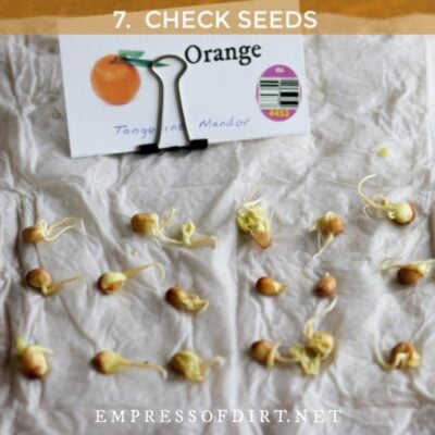 Newly sprouting orange seeds.