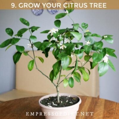 Grafted lemon tree in a pot with flowers and fruit forming.