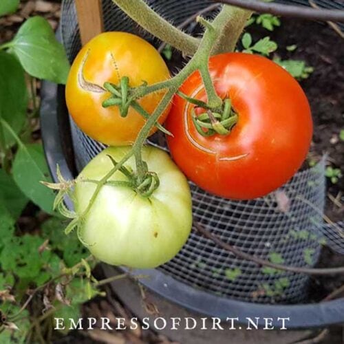 How to Ripen Tomatoes After Picking