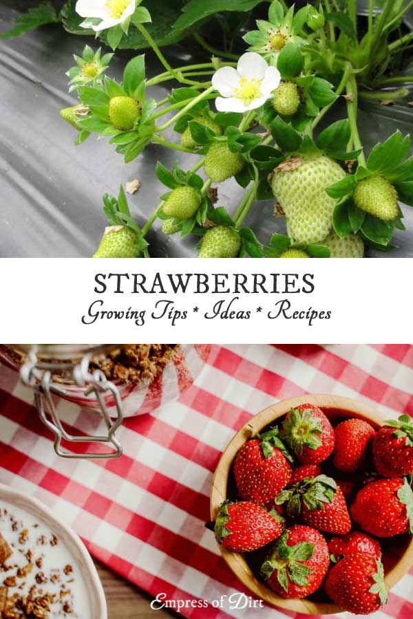 Strawberry Garden Ideas specialty gardening need help ideas for moving my strawberries into containers 1 by hrp50 Love Strawberries 20 Top Growing Tips Ideas And Recipes Strawberry Garden Ideas image result for strawberry garden ideas groente pinterest strawberries garden garden ideas and gardens Love Strawberries 20 Top Growing Tips Ideas And Recipes