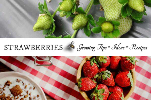 Strawberry Garden Ideas creative ideas diy strawberry tower with reservoir 20 Creative And Frugal Growing Tips Container Ideas And Recipes For Strawberries You Can Strawberry Garden Ideas pallet gardening 101 creating a pallet garden one hundred dollars a month 20 Creative And Frugal Growing Tips Container Ideas And Recipes For Strawberries You Can