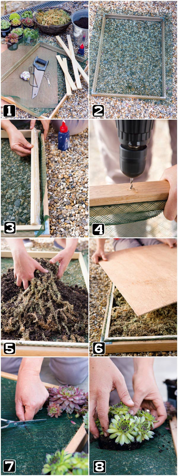 Turn succulents into living wall art with this picture frame projects. Sempervivums, also known as hens and chicks, are the perfect drought-tolerant choice for this creative gardening project. This tutorial is an excerpt from the wonderful new book, Gardening on a Shoestring: 100 Fun Upcycled Garden Projects by Alex Mitchell.