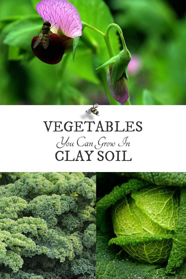 10 Best Vegetables for Clay Soils Empress of Dirt