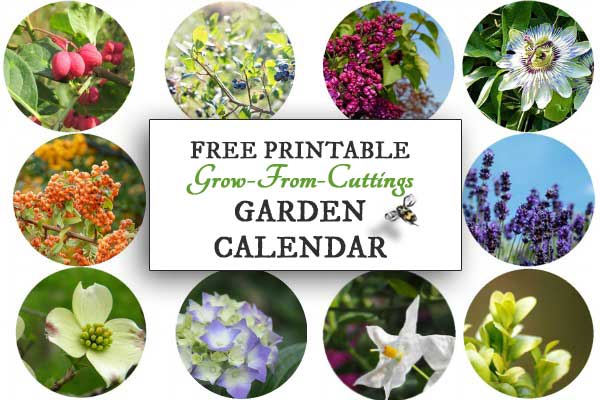 When to Take Plant Cuttings | Free Printable Garden Calendar - Empress