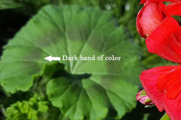 How to Overwinter Zonal Geraniums  Pelargoniums  Empress of Dirt