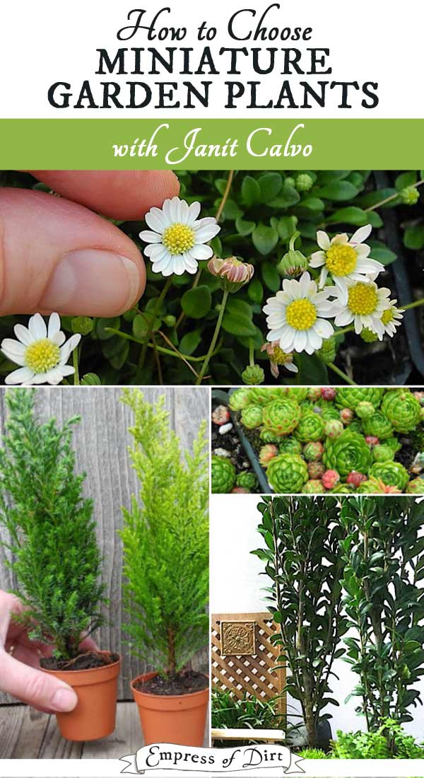 Best Plants for Miniature Gardens Resource Guide Empress of Dirt