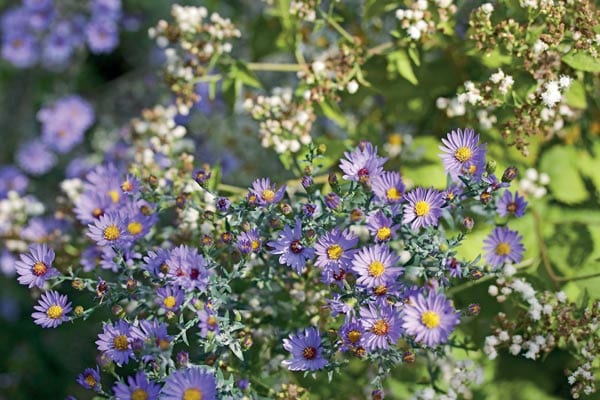 Asters -Pollinator Friendly Gardening: We know it's important to provide flowers that attract butterflies, but there's another important element that is often overlooked. The baby nursery! Without a place to lay their eggs and nurture their young, we can't have the mature butterflies we love and provide essential pollination for our gardens. Asters -Pollinator Friendly Gardening: We know it's important to provide flowers that attract butterflies, but there's another important element that is often overlooked. The baby nursery! Without a place to lay their eggs and nurture their young, we can't have the mature butterflies we love and provide essential pollination for our gardens.